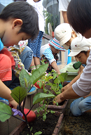 園庭菜園教室